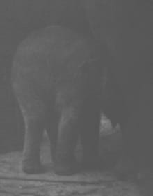 Entendue - Charlotte Dumas