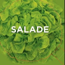 Salade - Carla Bardi
