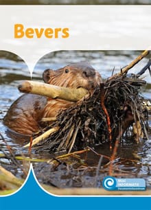 Bevers - Ditte Merle